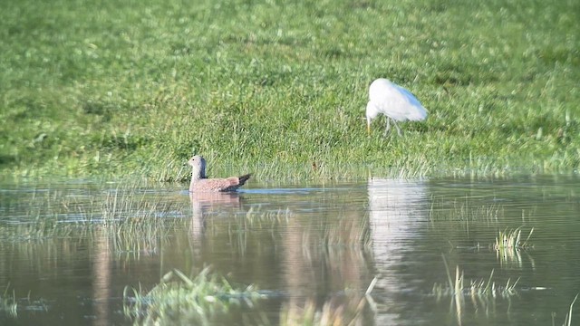 Gaviota (Larus) sp. - ML613631421