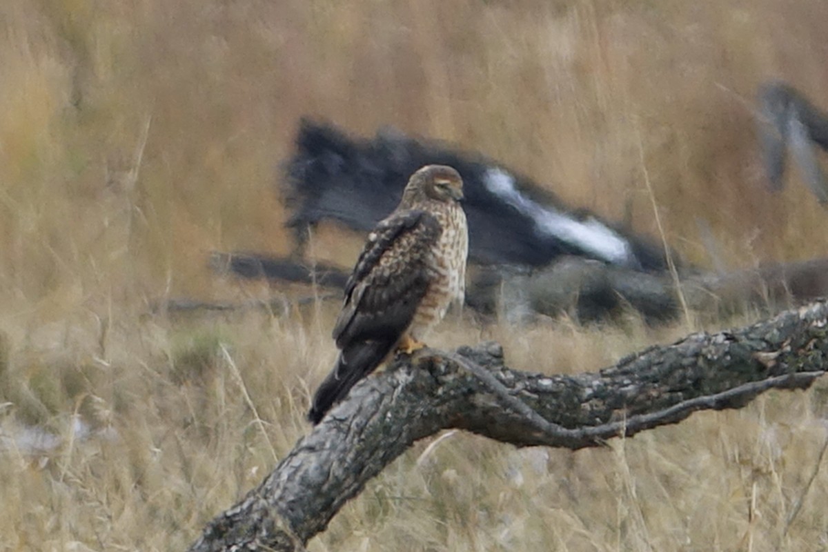 Northern Harrier - ML613631438