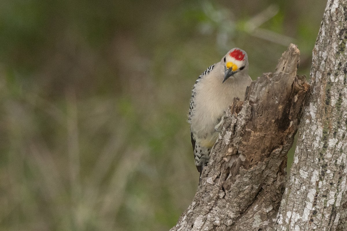 Golden-fronted Woodpecker - Nick Ramsey