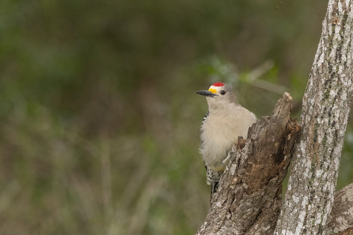 Golden-fronted Woodpecker - ML613631474