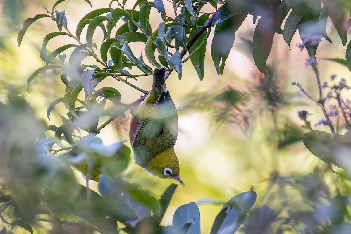 Chestnut-flanked White-eye - ML613631476