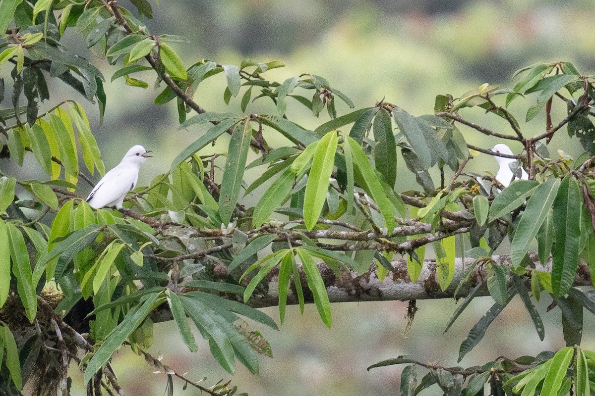 Cotinga Blanco - ML613631480