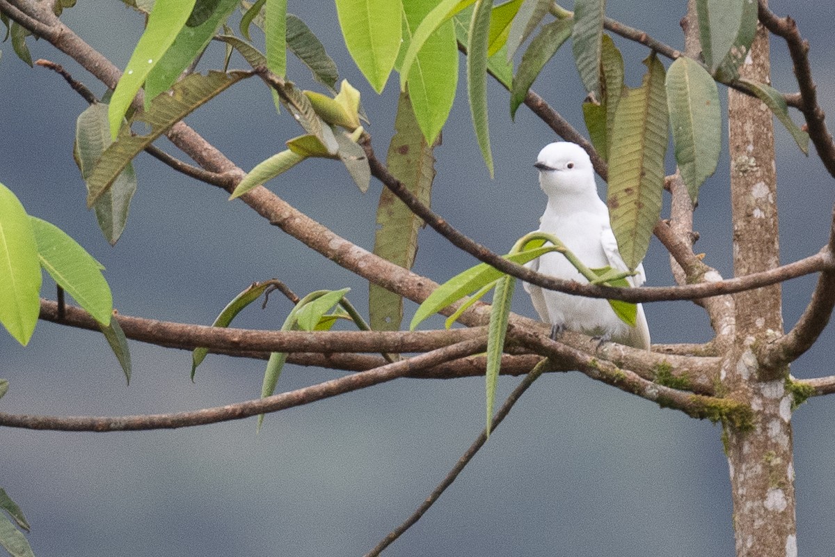 Cotinga Blanco - ML613631481