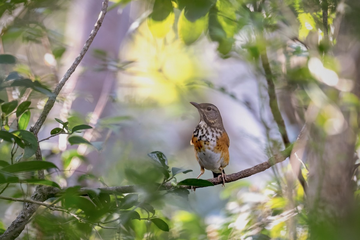 Gray-backed Thrush - ML613631489