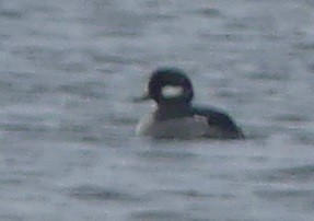 Bufflehead - ML613631504