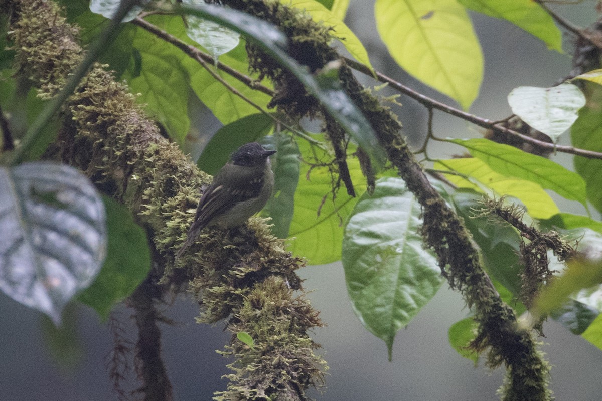 Slaty-capped Flycatcher - ML613631560