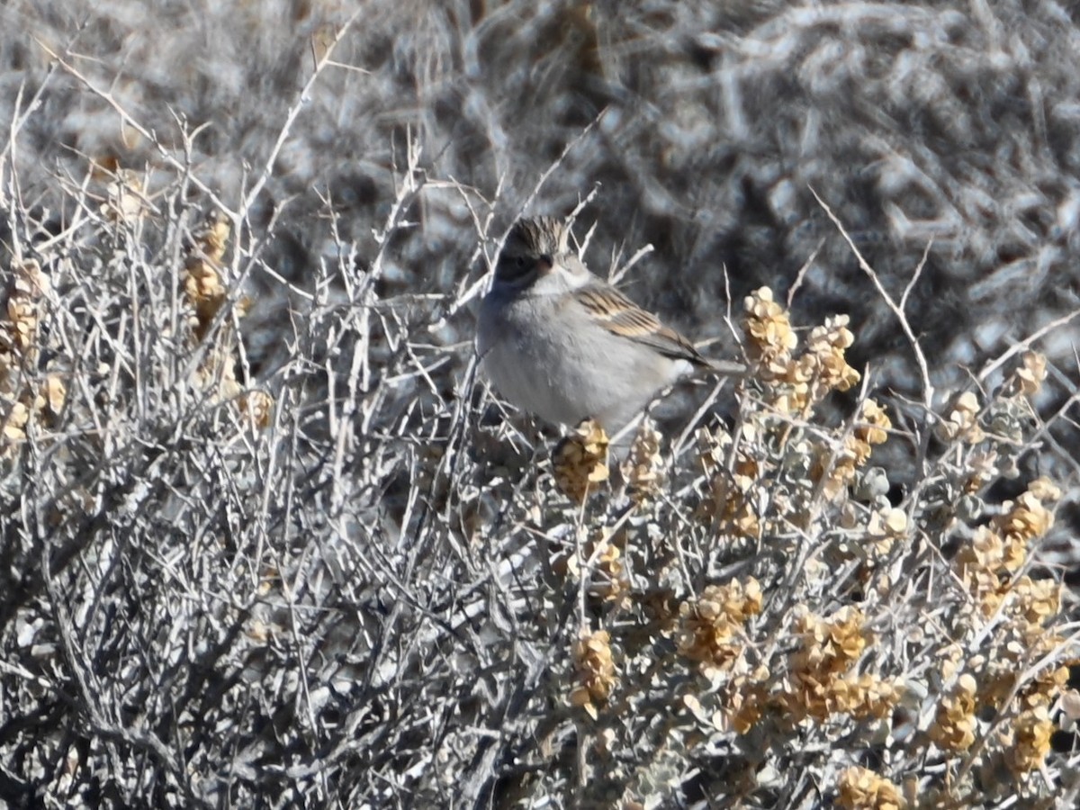 Brewer's Sparrow - ML613631612