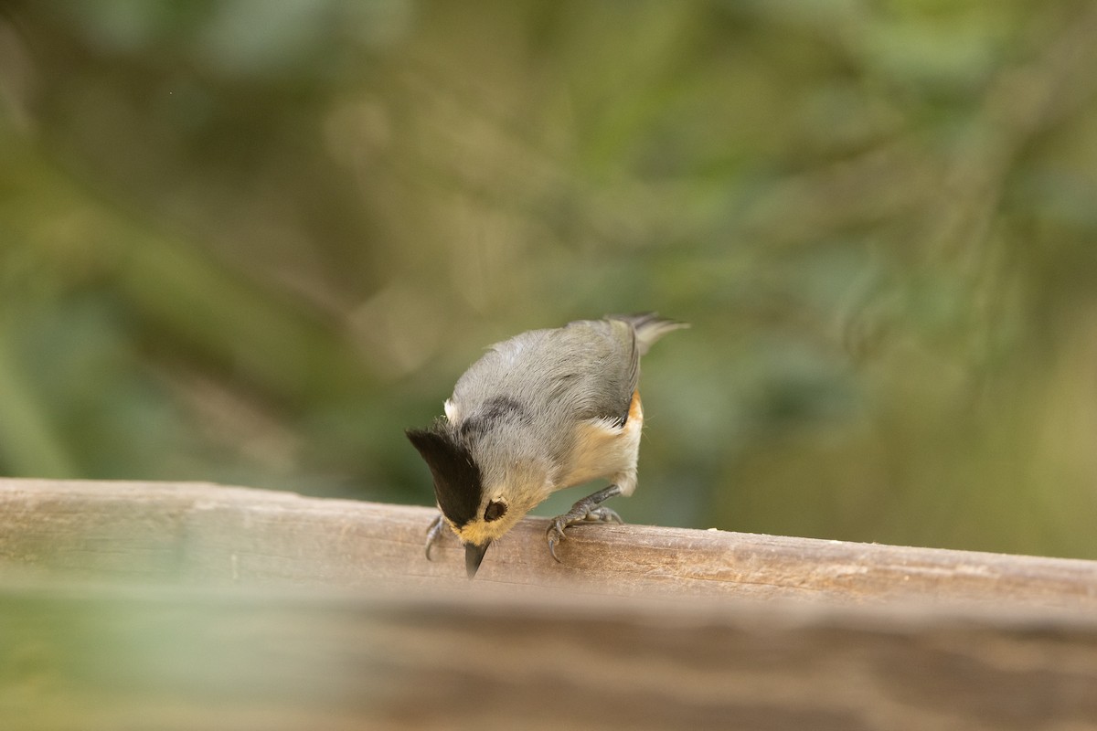 Black-crested Titmouse - ML613631649