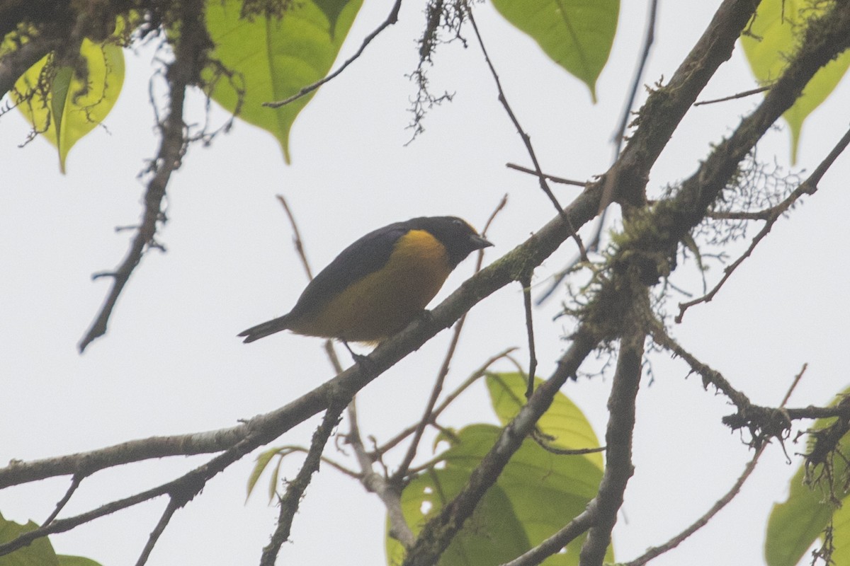 Orange-bellied Euphonia - ML613631680