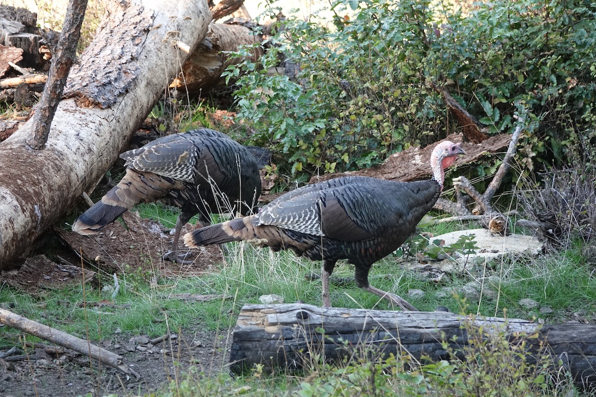 Wild Turkey - ML613631863