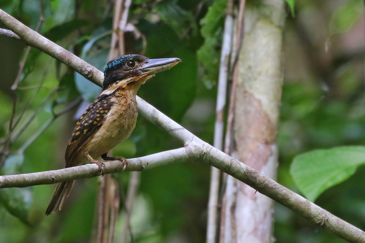 Hook-billed Kingfisher - ML613631898