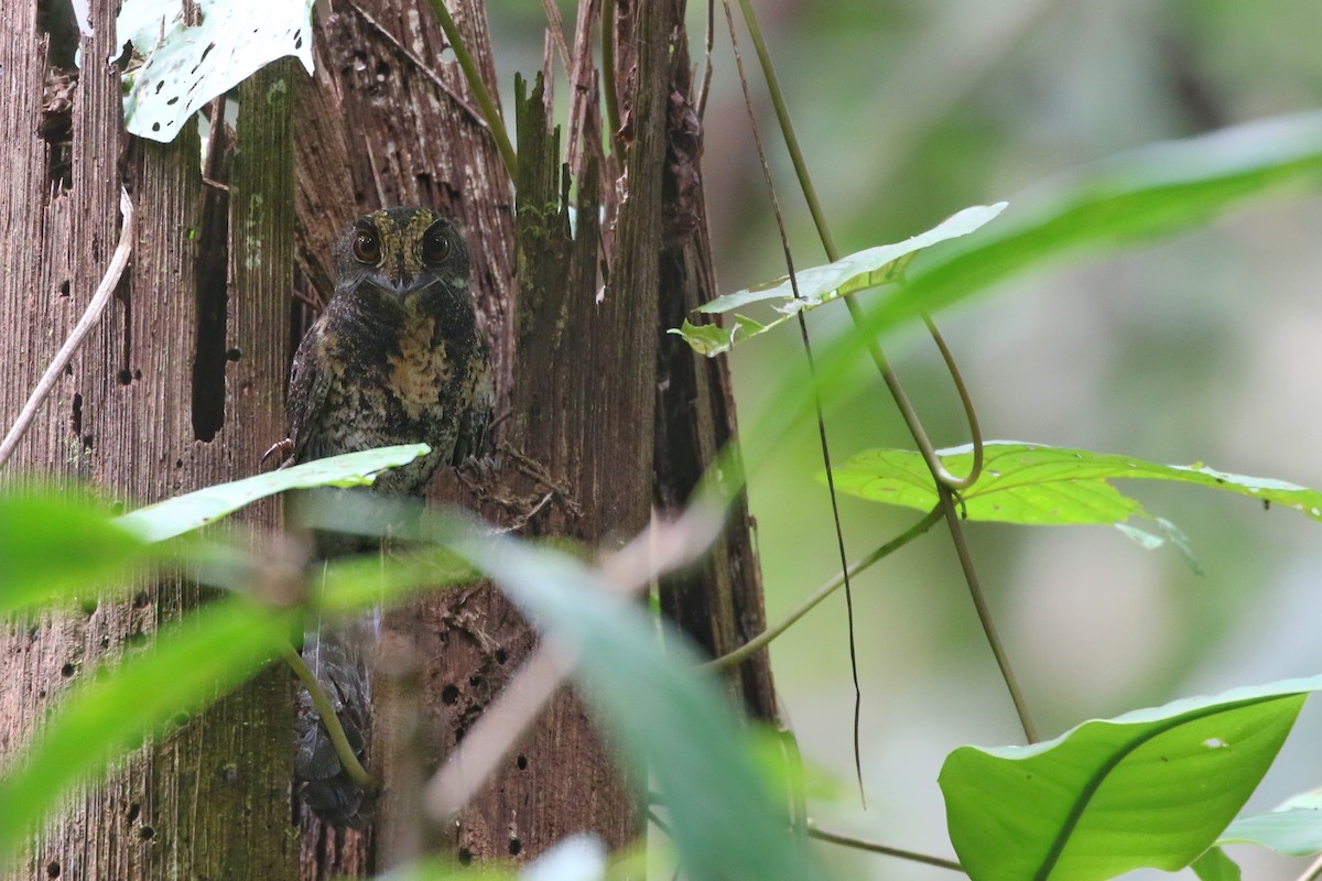 Wallace's Owlet-nightjar - Joshua Bergmark | Ornis Birding Expeditions