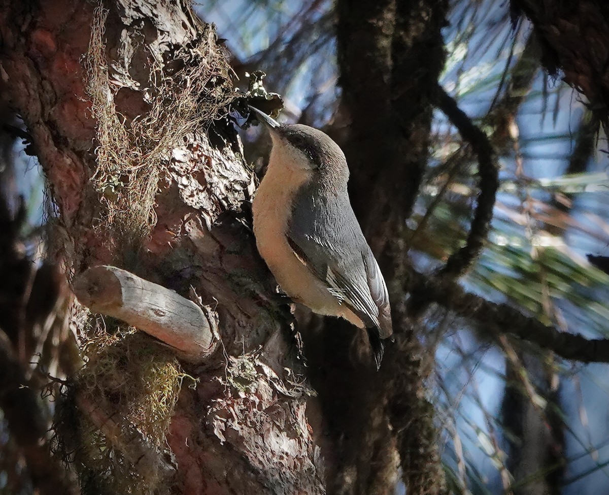 Pygmy Nuthatch - ML613631932