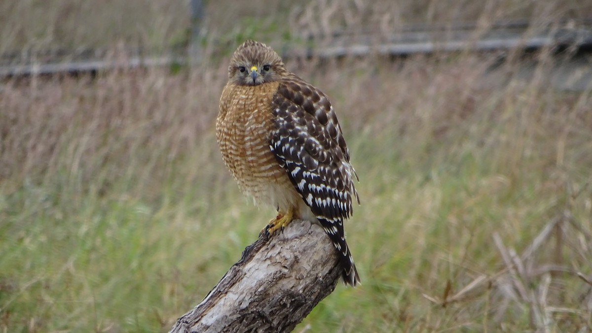 Red-shouldered Hawk - ML613631936