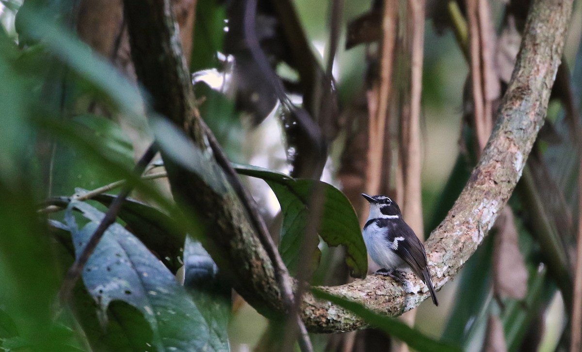 Black-sided Robin - ML613631957