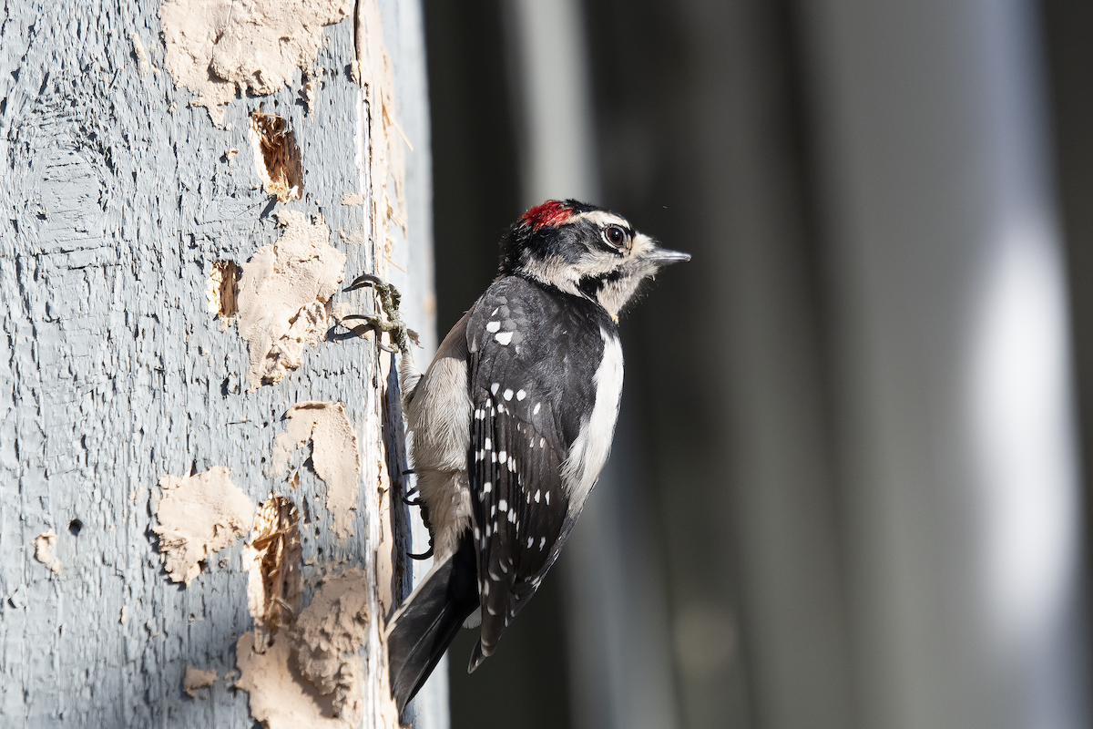 Downy Woodpecker - ML613631966