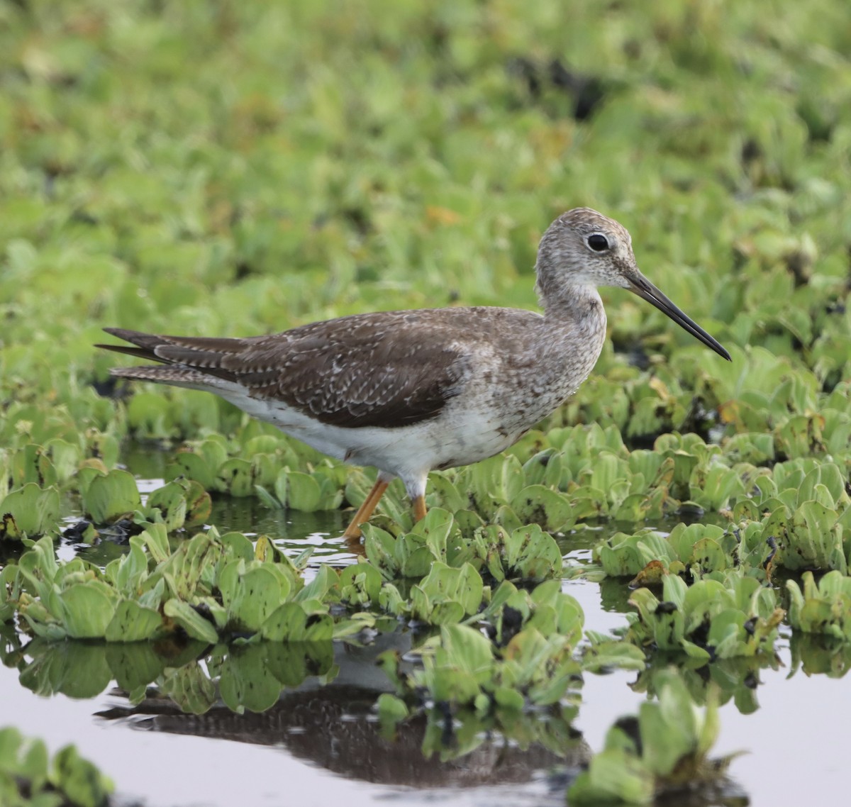 Greater Yellowlegs - ML613632002