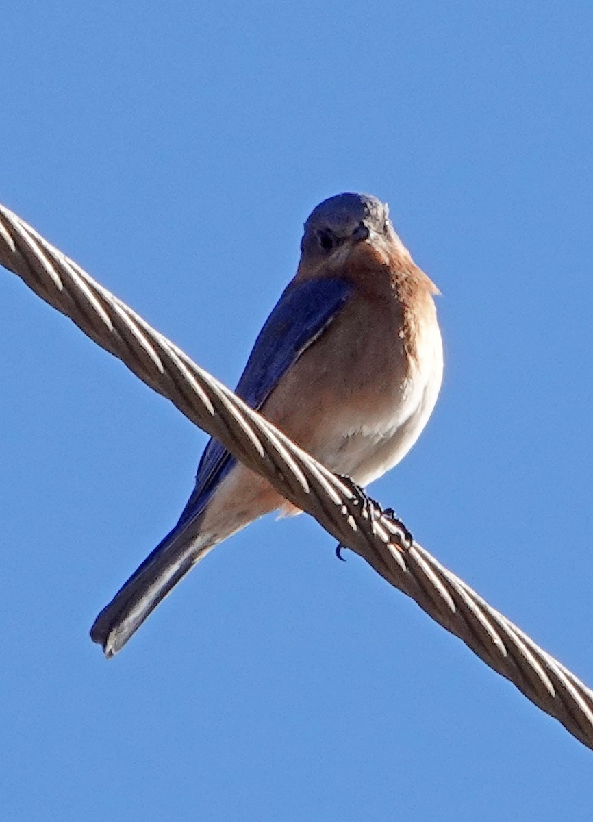 Eastern Bluebird (Mexican) - Diane Drobka