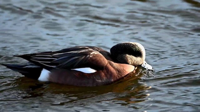 American Wigeon - ML613632063