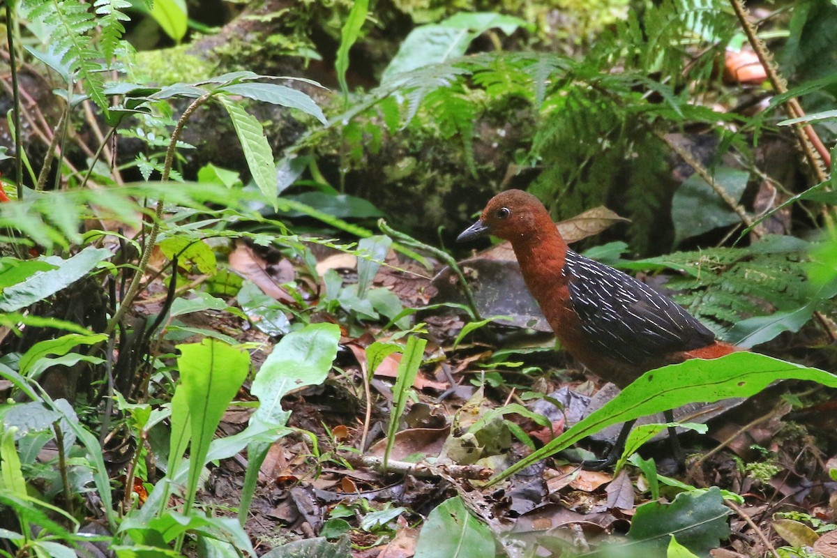 White-striped Forest Rail - ML613632069