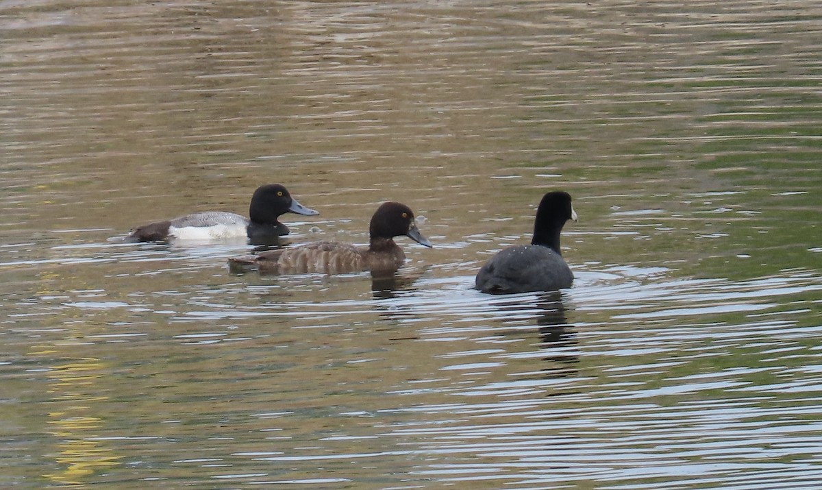 Greater/Lesser Scaup - Petra Clayton