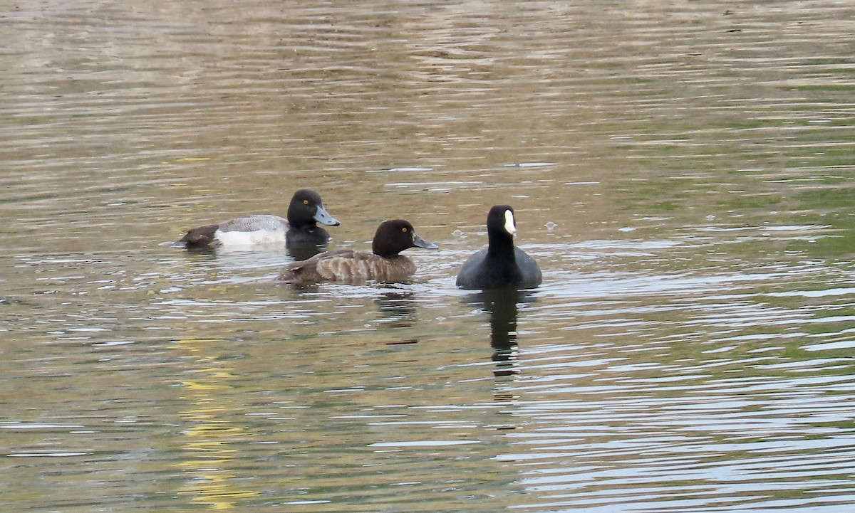 Greater/Lesser Scaup - ML613632094