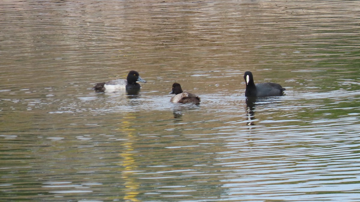 Greater/Lesser Scaup - ML613632097