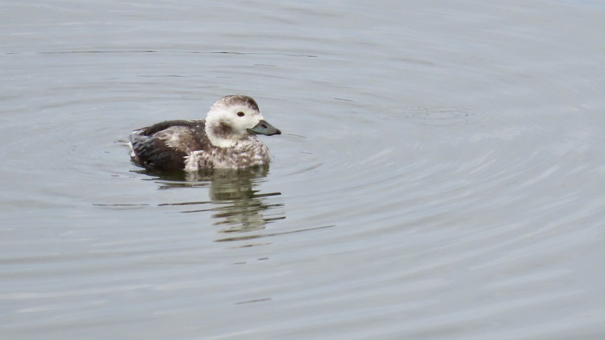 Long-tailed Duck - ML613632105