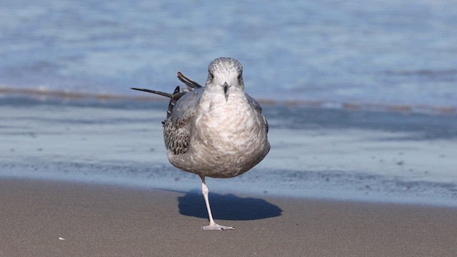 Short-billed Gull - ML613632106