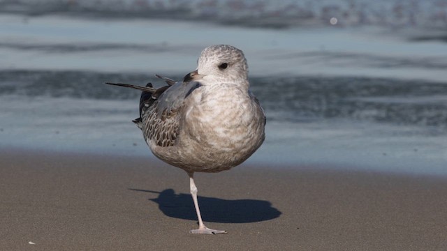 Short-billed Gull - ML613632108