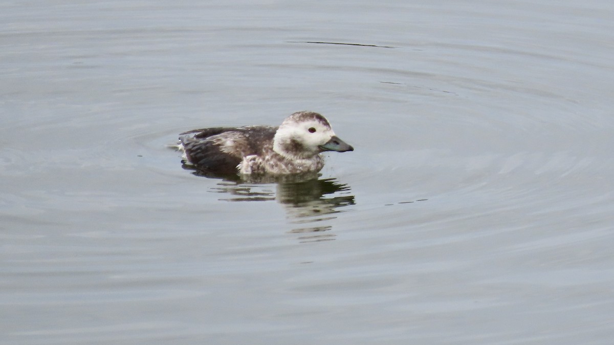 Long-tailed Duck - ML613632110