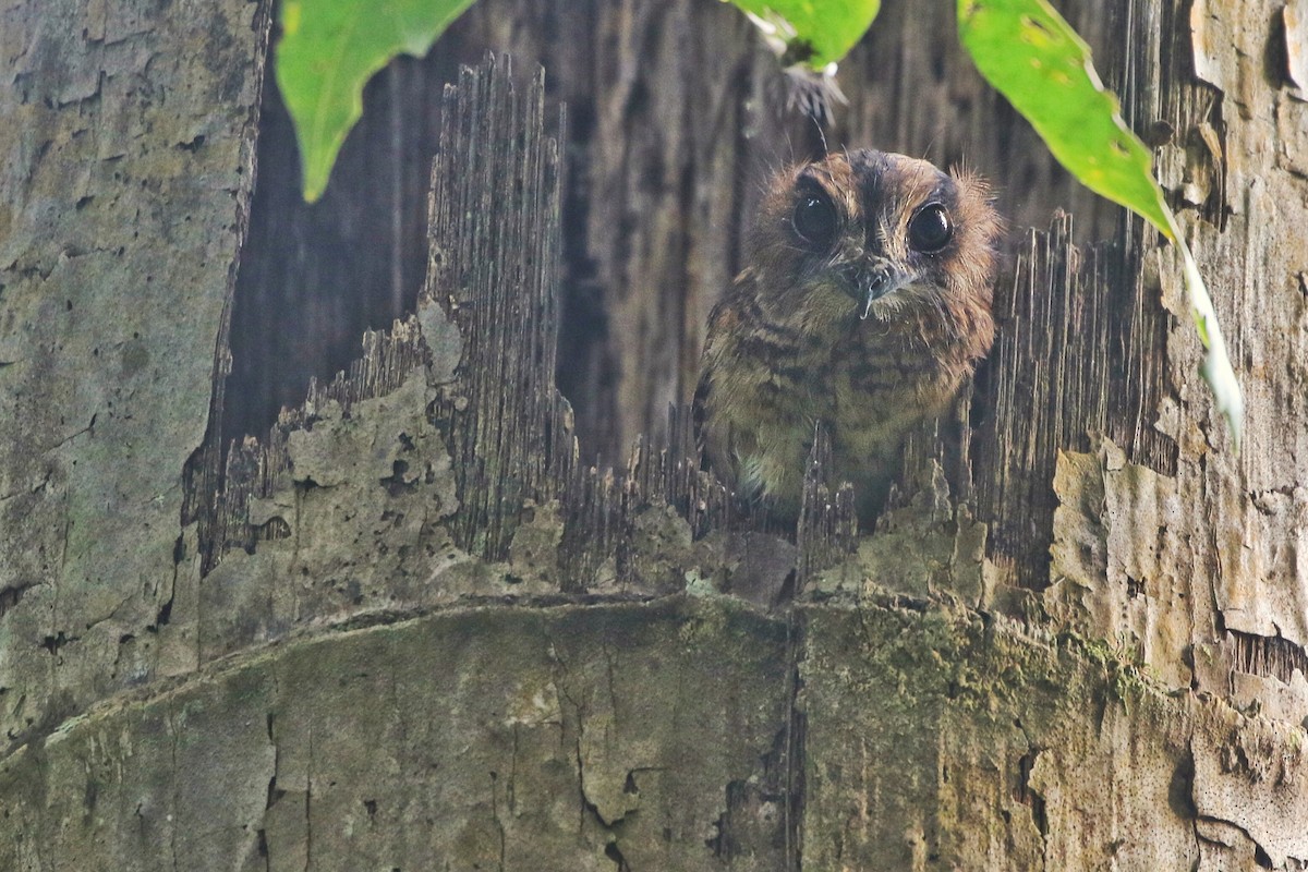 Vogelkop Owlet-nightjar - ML613632161