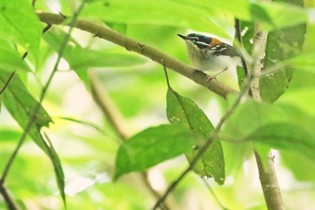 Wallace's Fairywren - ML613632164