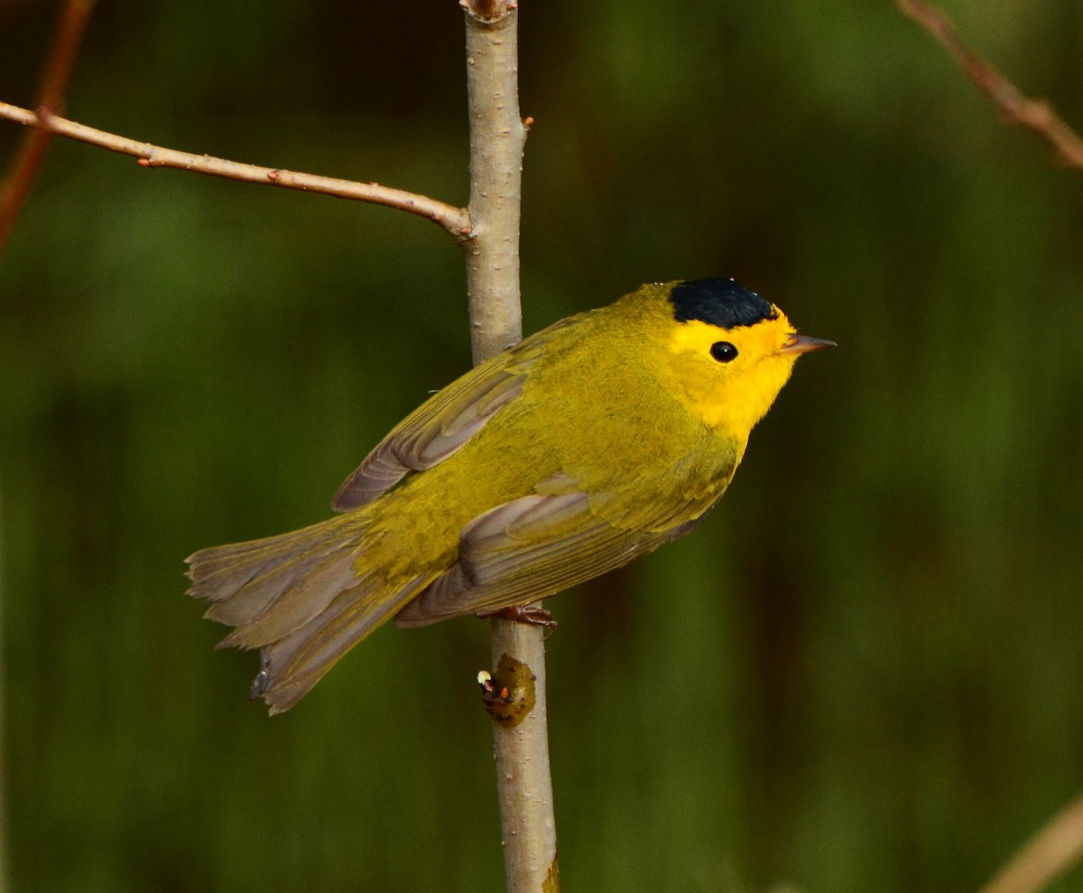 Wilson's Warbler - Nat Drumheller