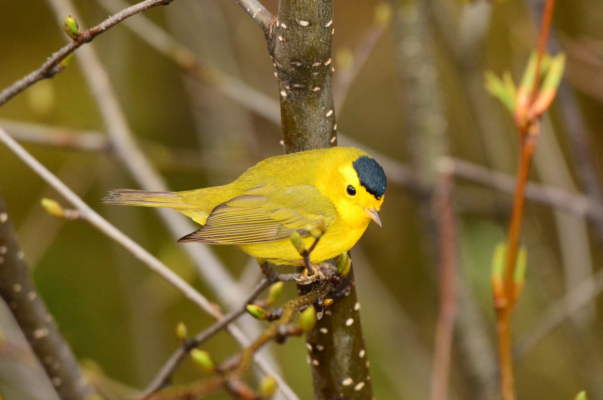 Wilson's Warbler - Nat Drumheller