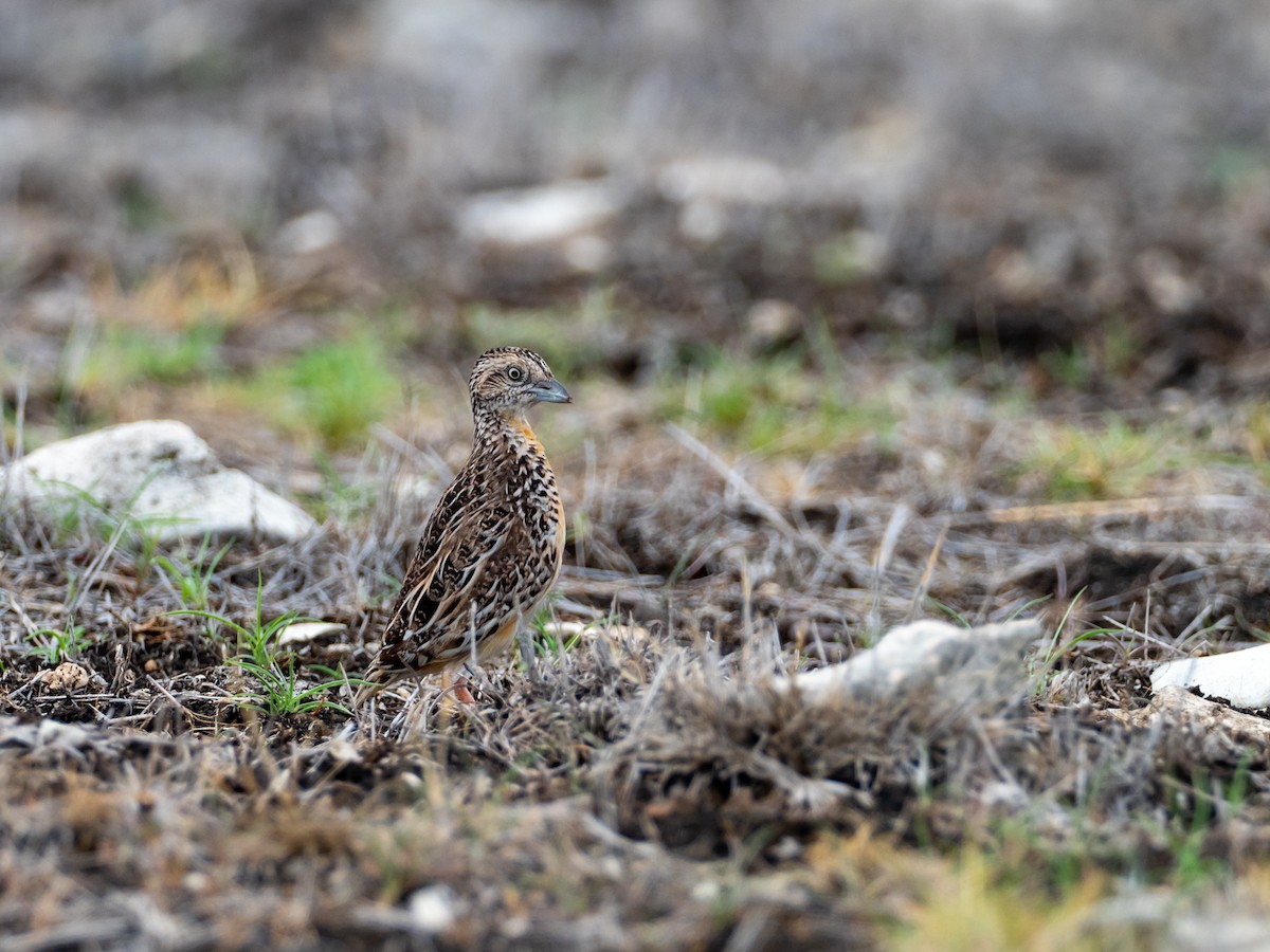 Sumba Buttonquail - ML613632258