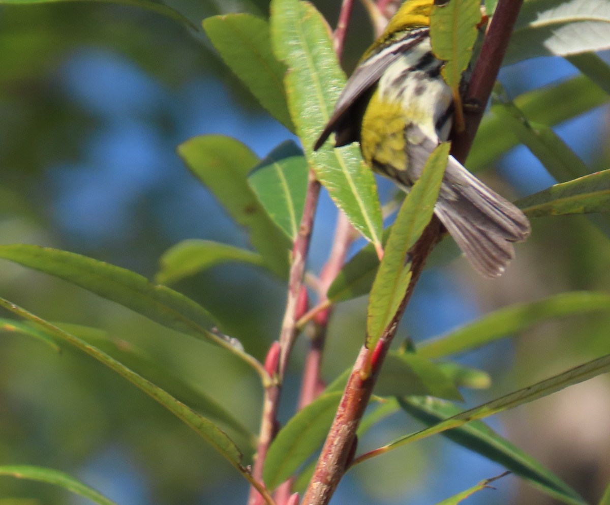 Black-throated Green Warbler - Shirley Reynolds