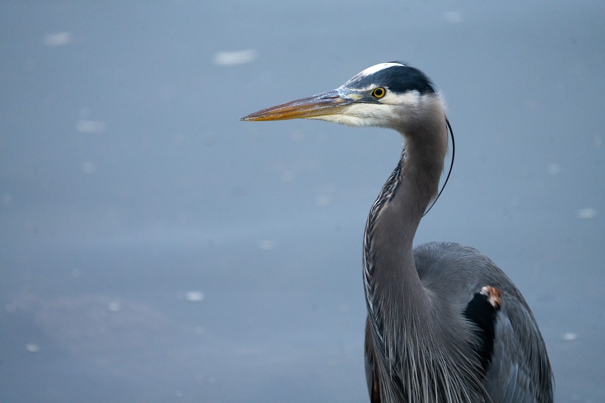 Great Blue Heron - ML613632301