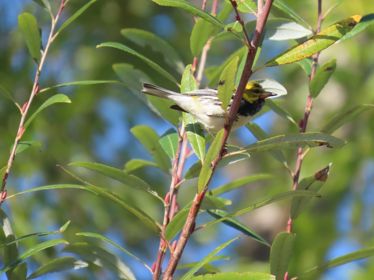 Black-throated Green Warbler - Shirley Reynolds