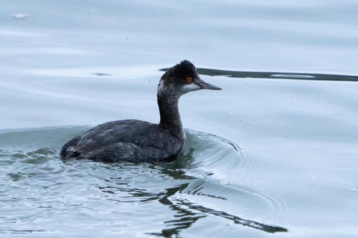 Eared Grebe - ML613632320