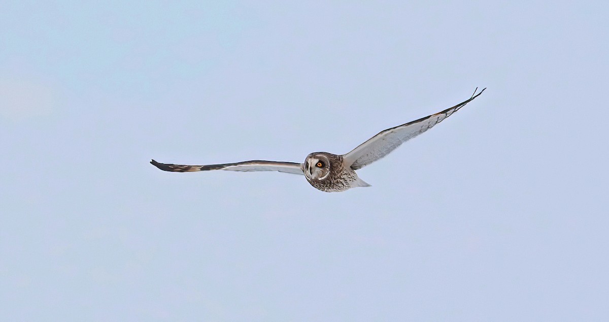 Short-eared Owl - Mark  Ludwick