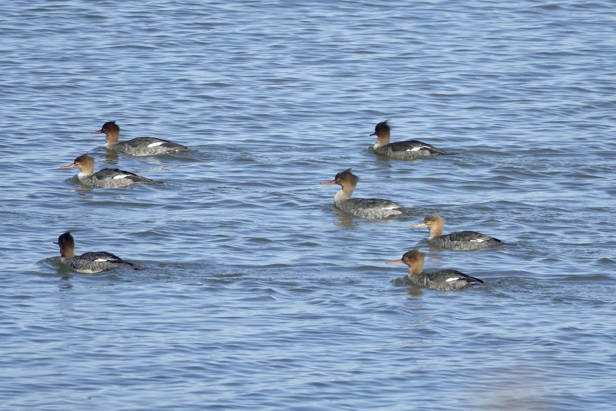 Red-breasted Merganser - ML613632512