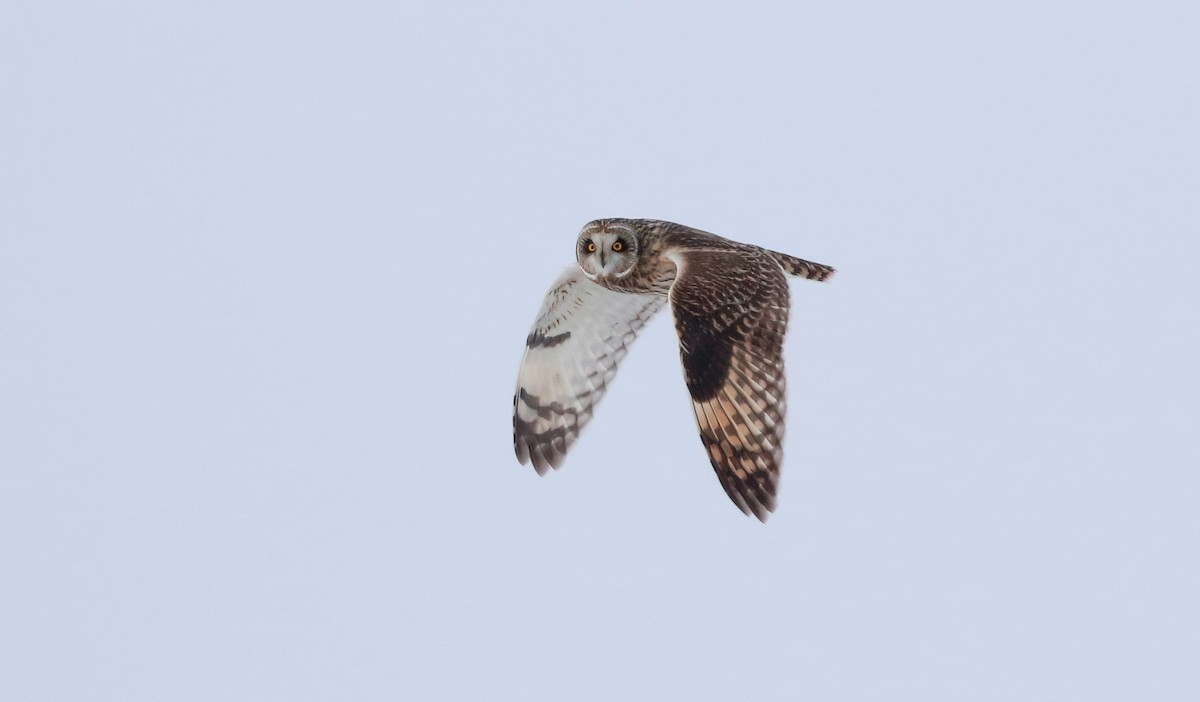 Short-eared Owl - Mark  Ludwick