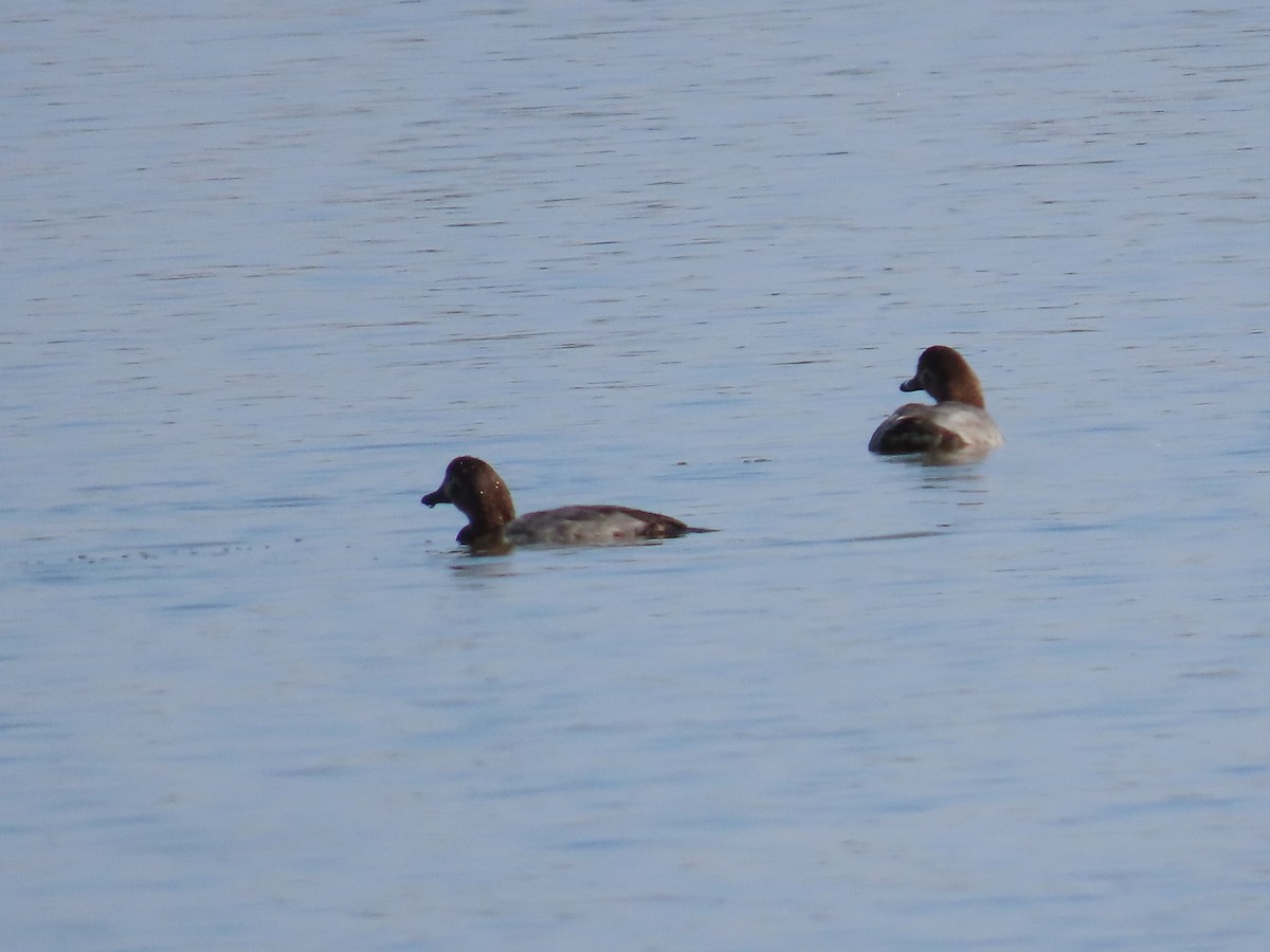 Common Pochard - ML613632540