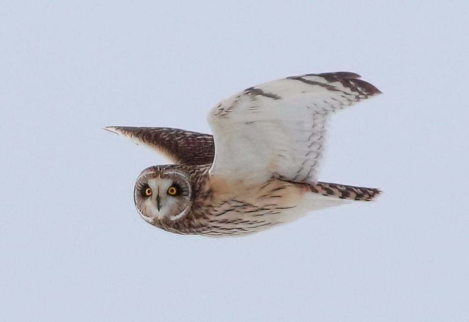 Short-eared Owl - ML613632608