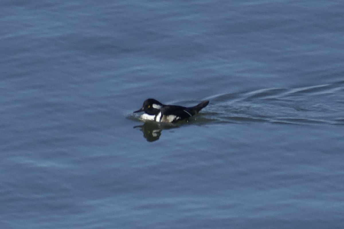 Hooded Merganser - ML613632637