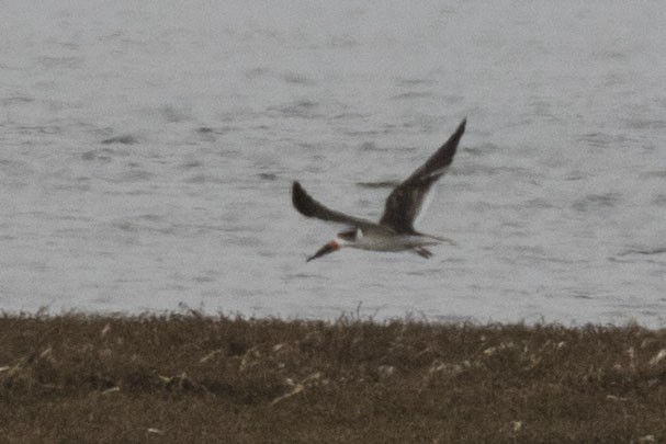 Black Skimmer - ML613632641