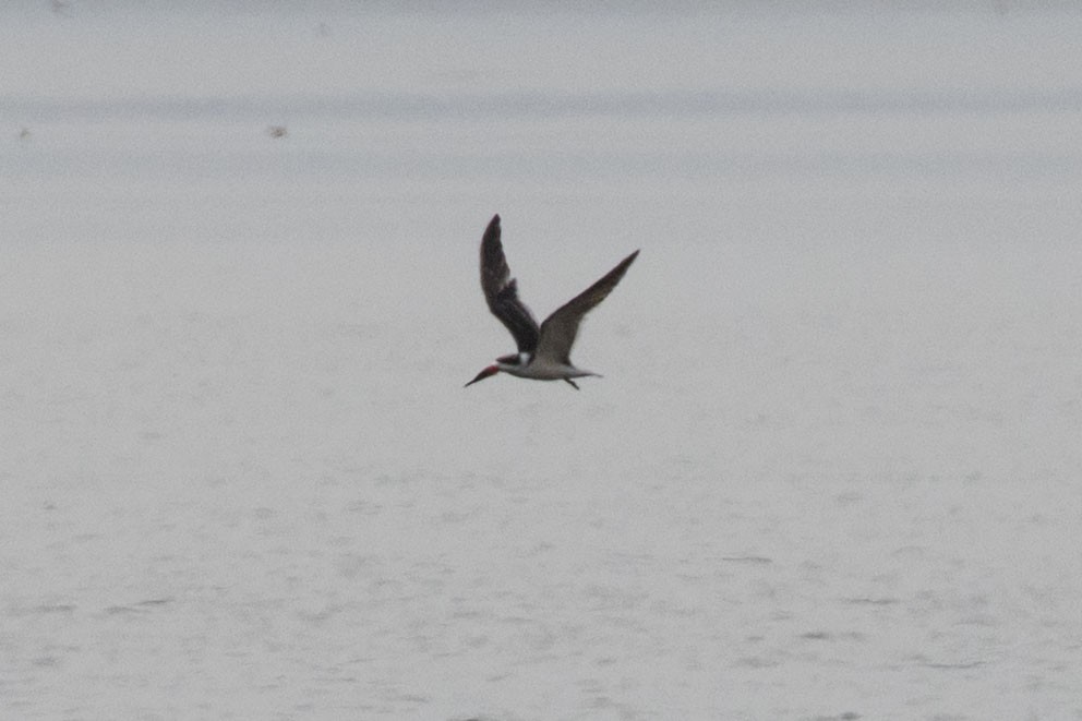 Black Skimmer - ML613632642