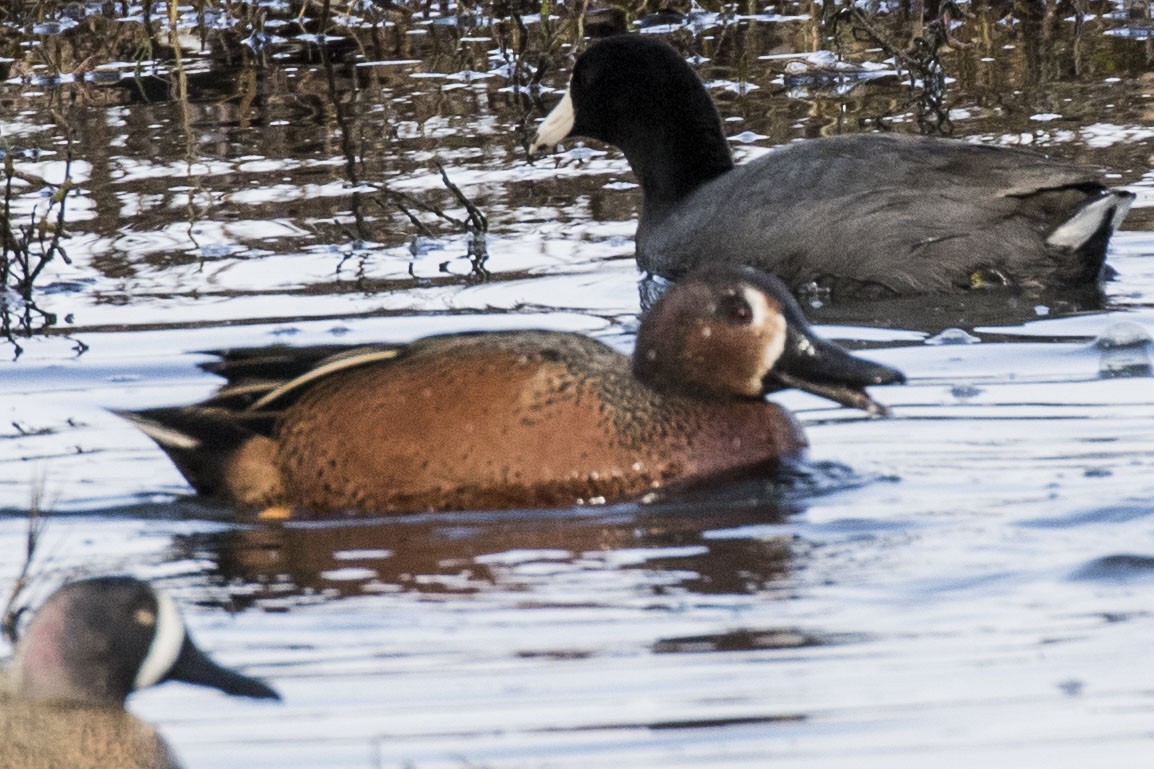 Blue-winged x Cinnamon Teal (hybrid) - ML613632687