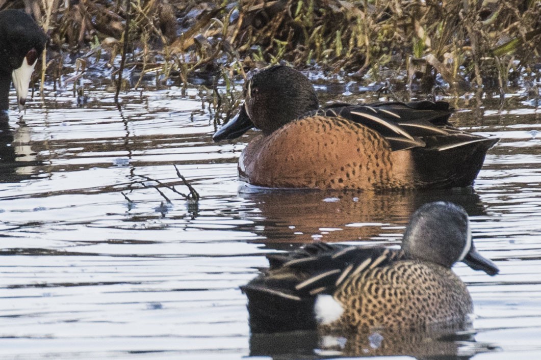 Blue-winged x Cinnamon Teal (hybrid) - ML613632688